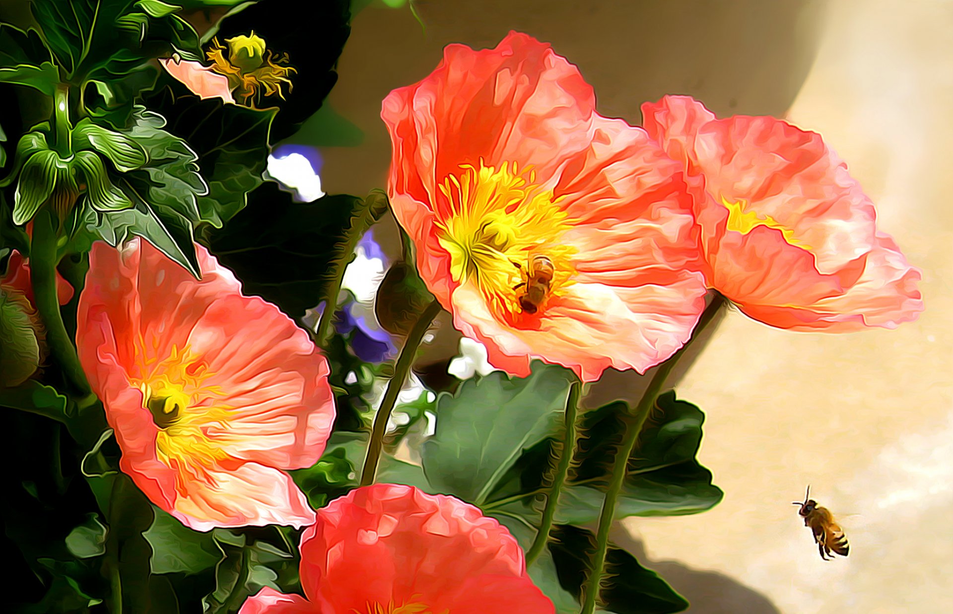 fiori papaveri insetto ape giardino natura