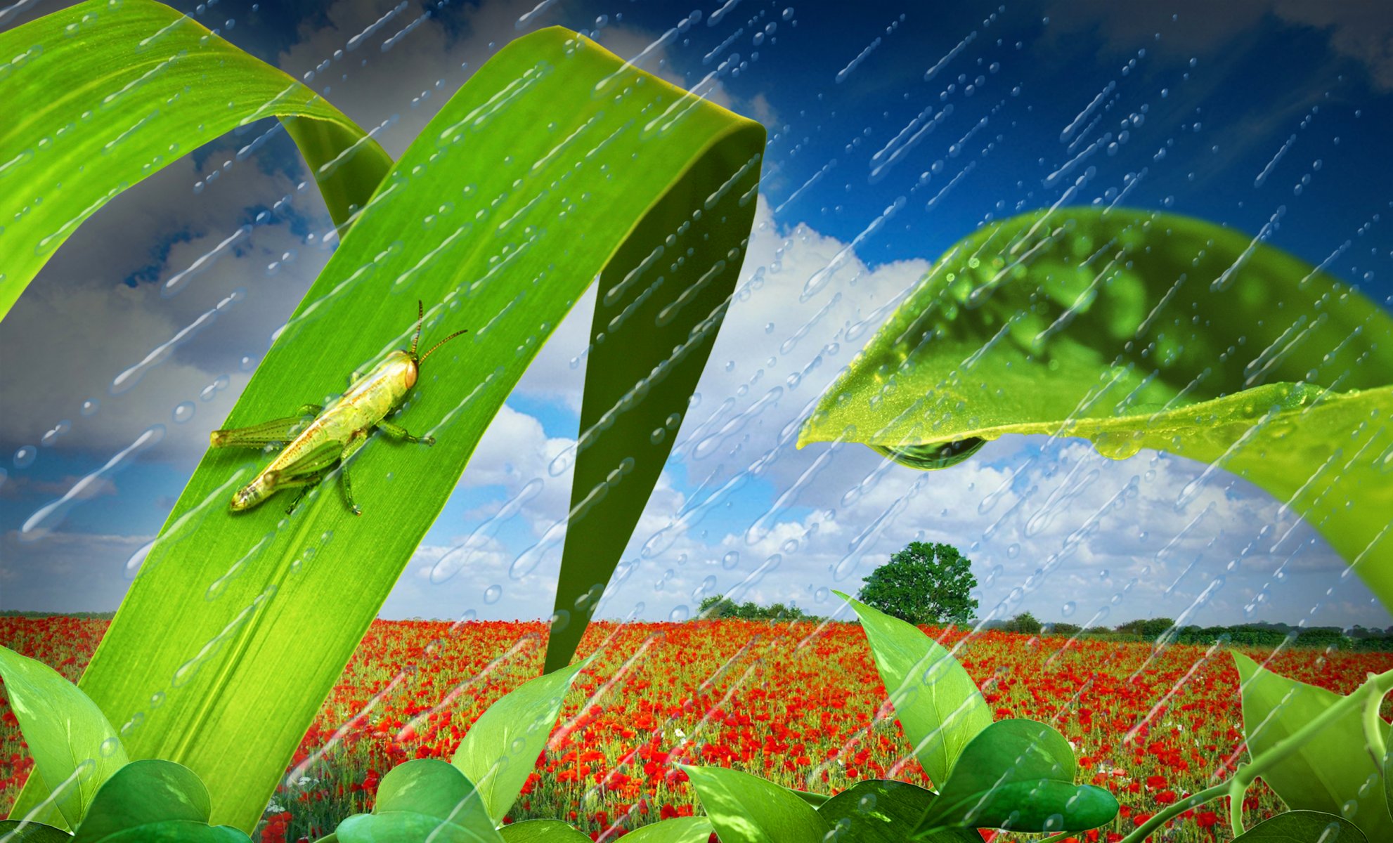 natur landschaft feld mohnblumen heuschrecke himmel wolken tropfen regen gras blätter