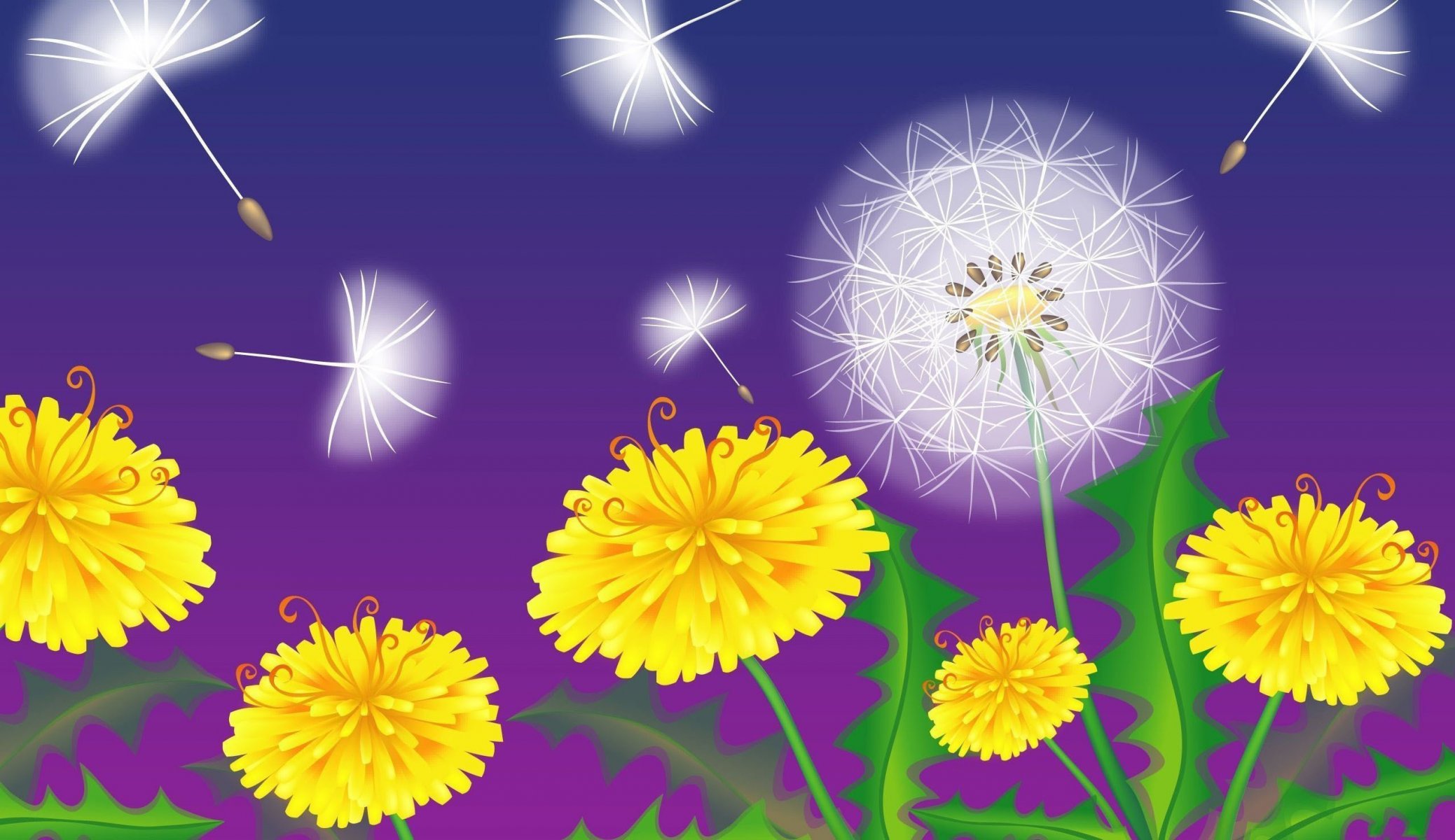 dandelions gray fluff background vector graphic