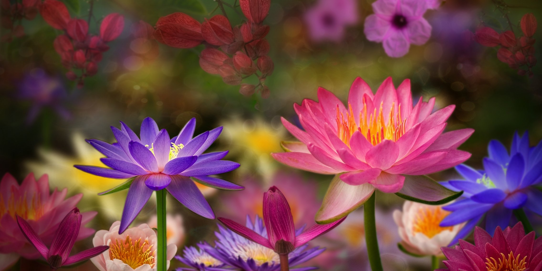 3d flower water lilies background