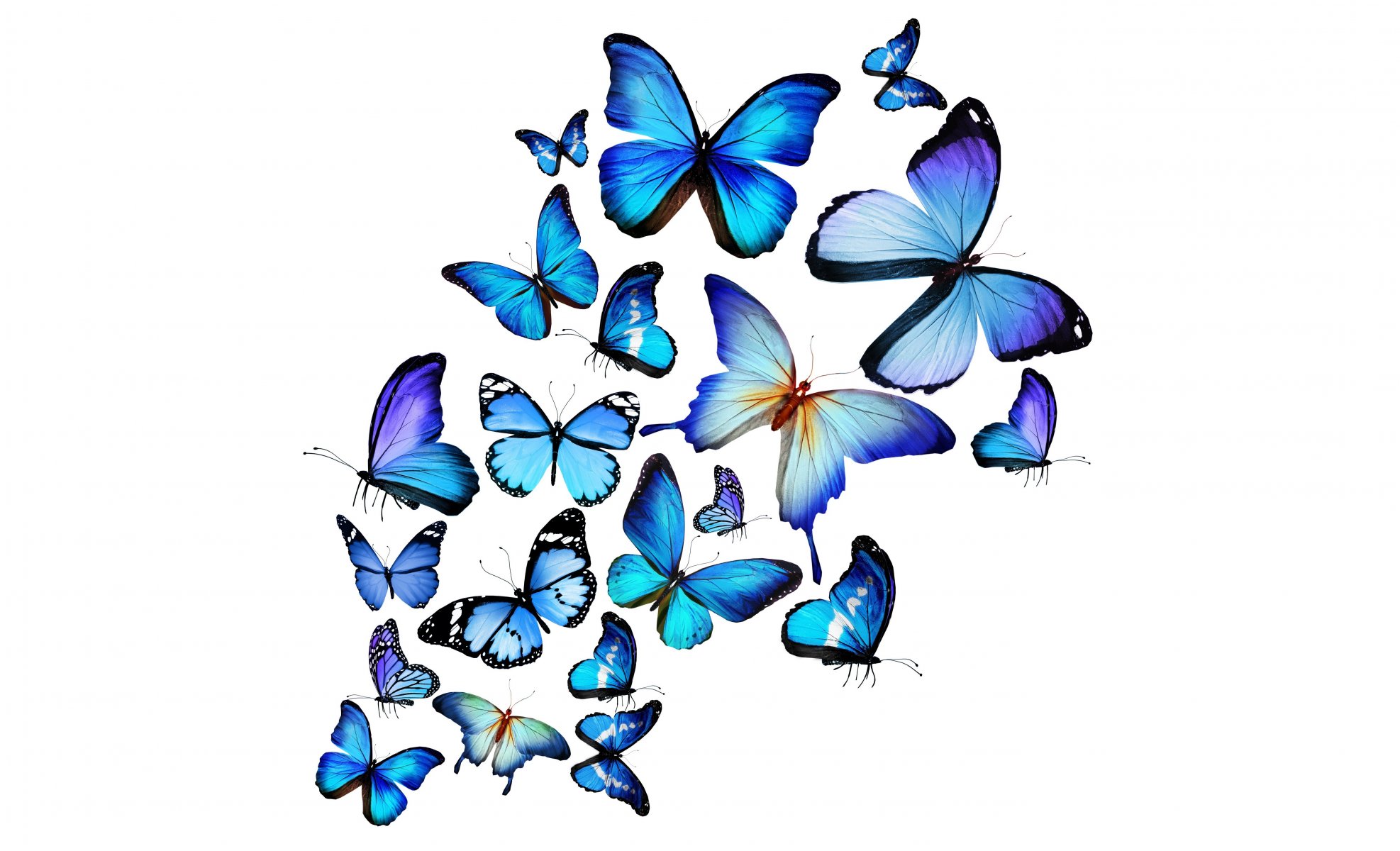 azul mariposas 3d mariposas azules