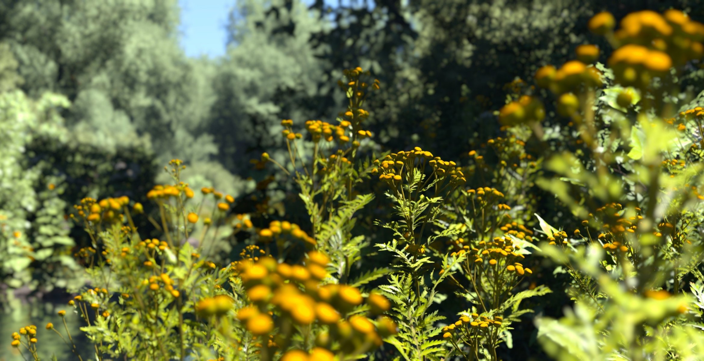 natura fiori campo giallo