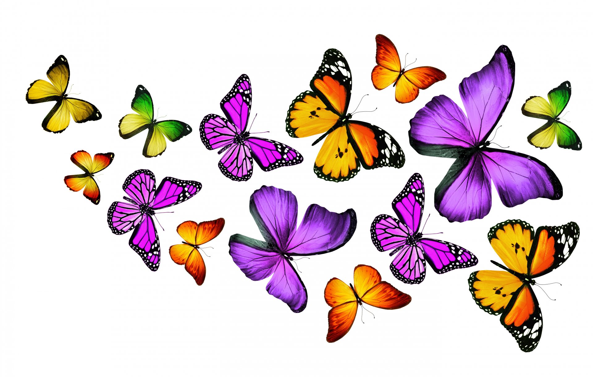 multicolores des papillons des 3d coloré papillons