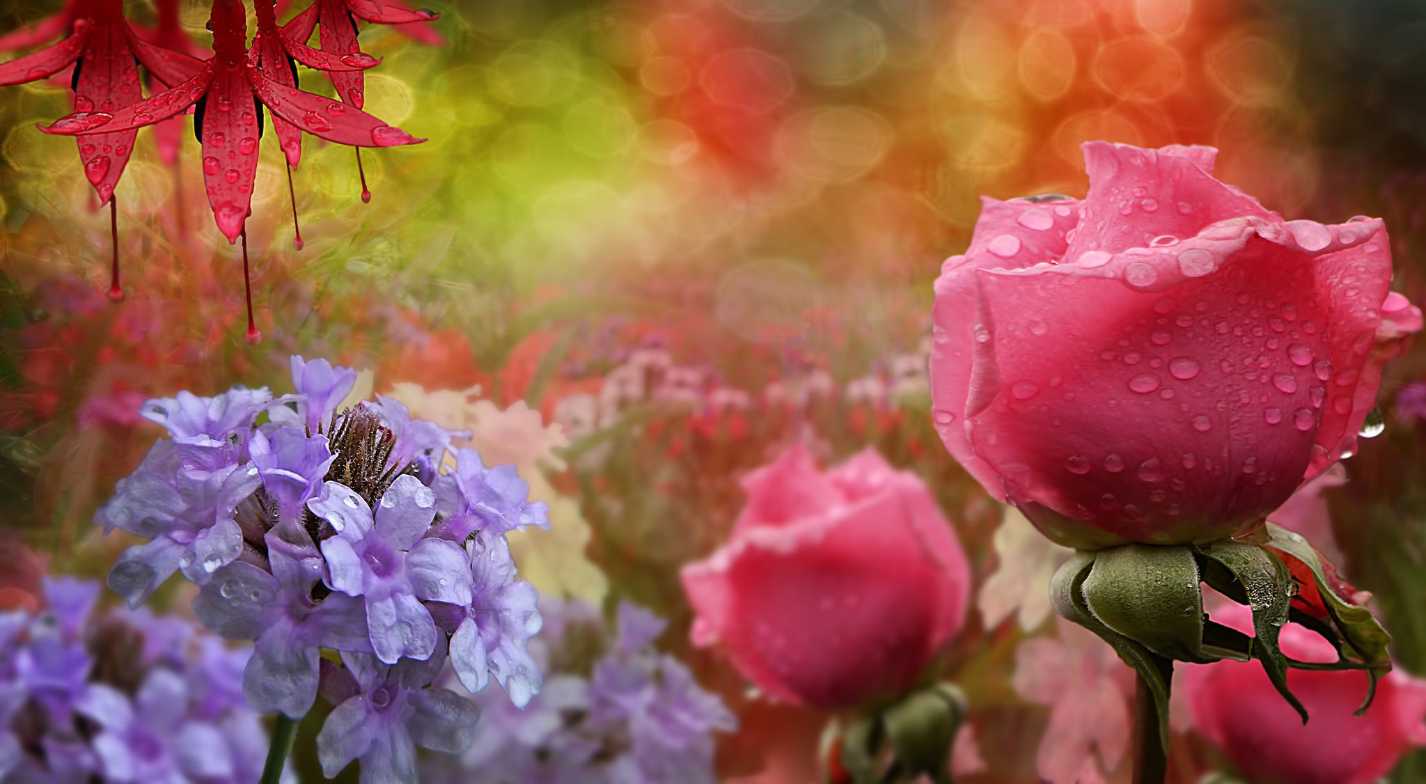 flores rosas gotas gotas de rocío