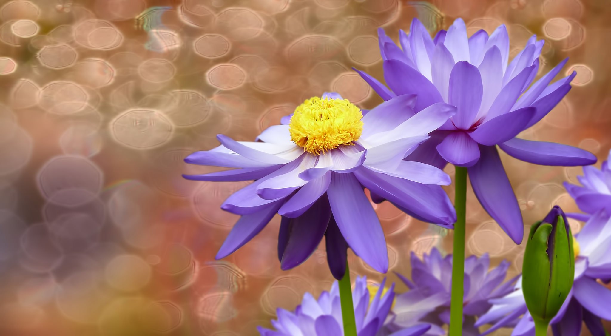 des fleurs des nénuphars toile de fond les bulles