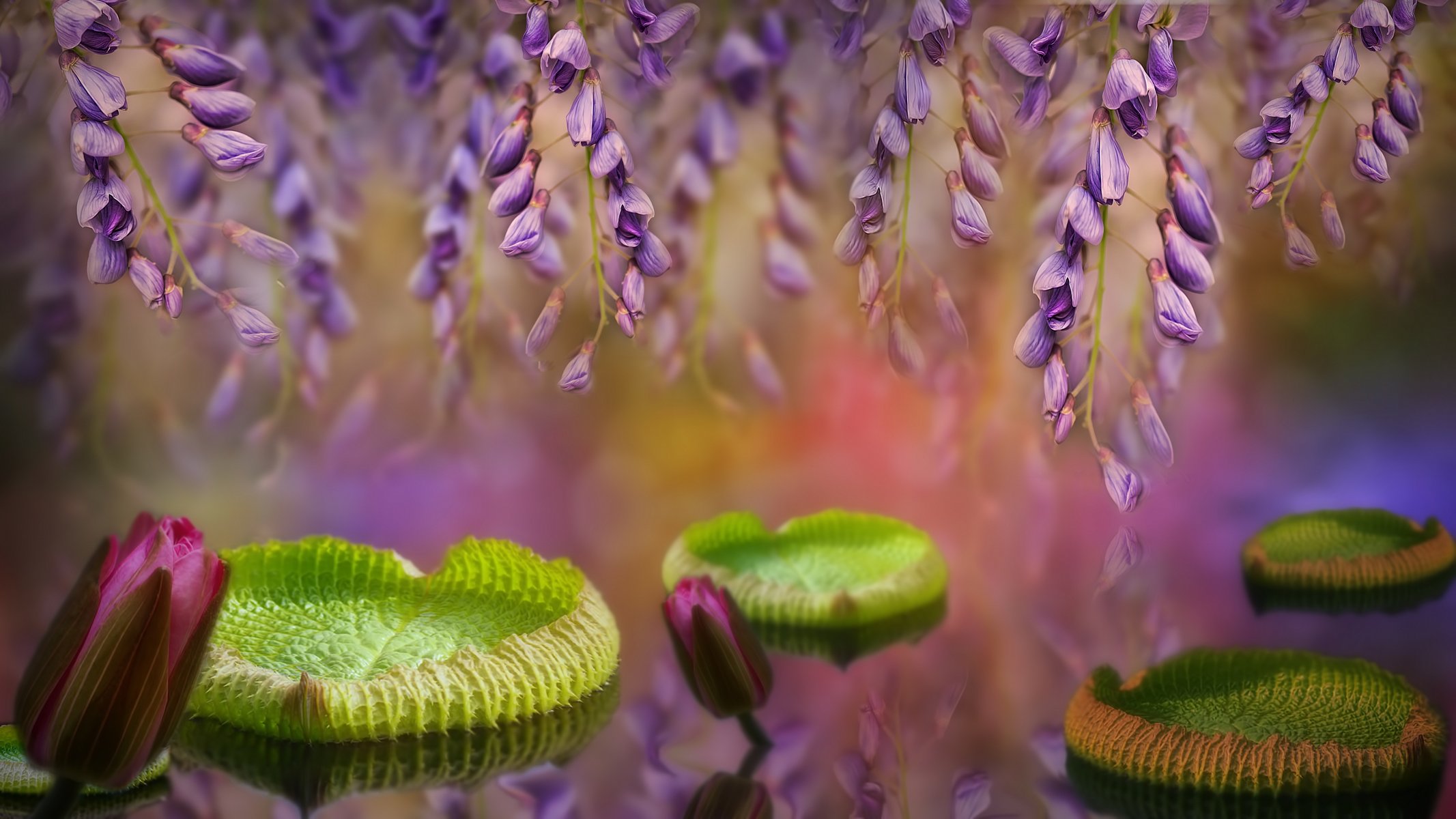 les glycines les feuilles les nénuphars