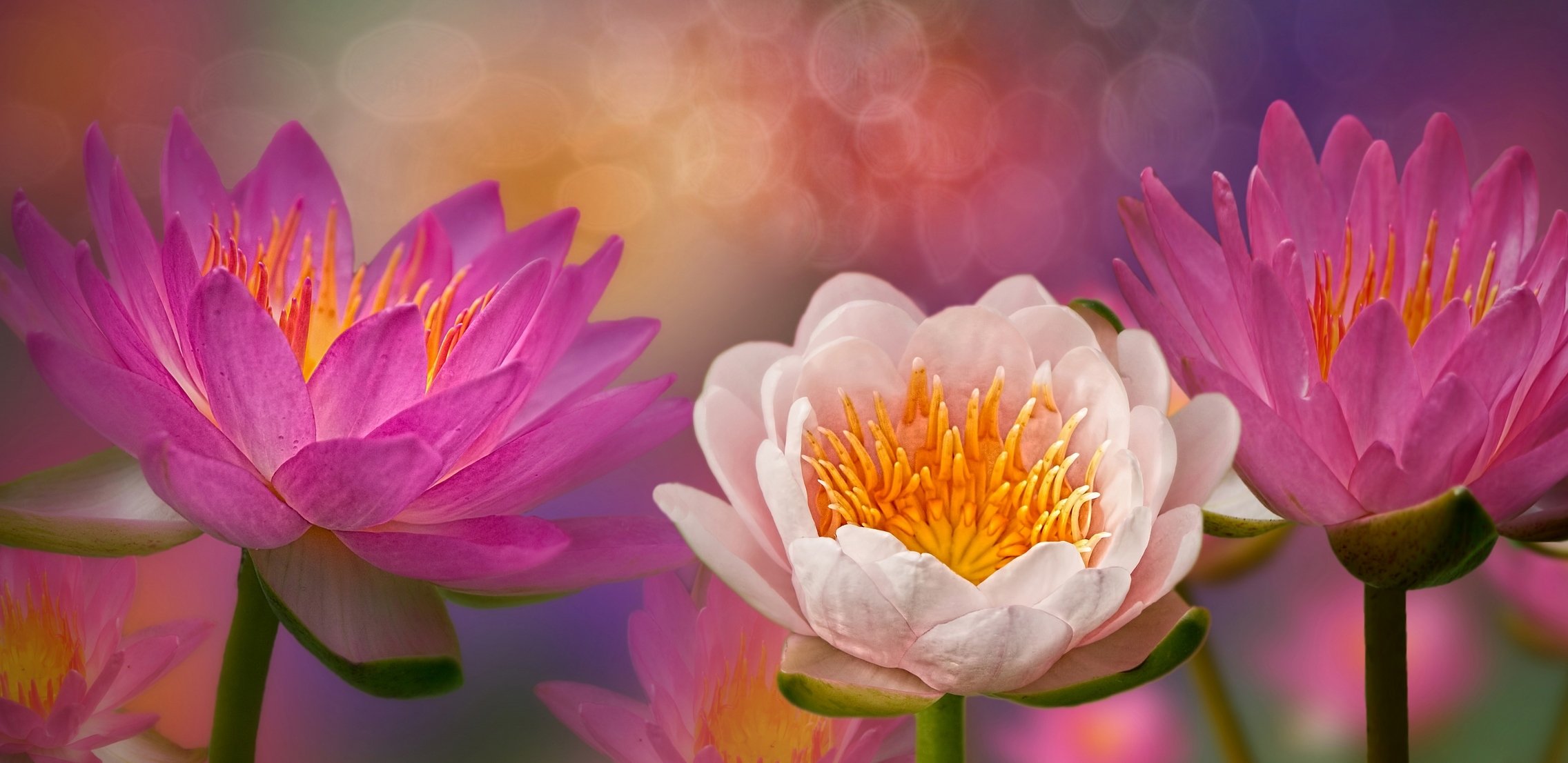 3d flower water lilies bloom