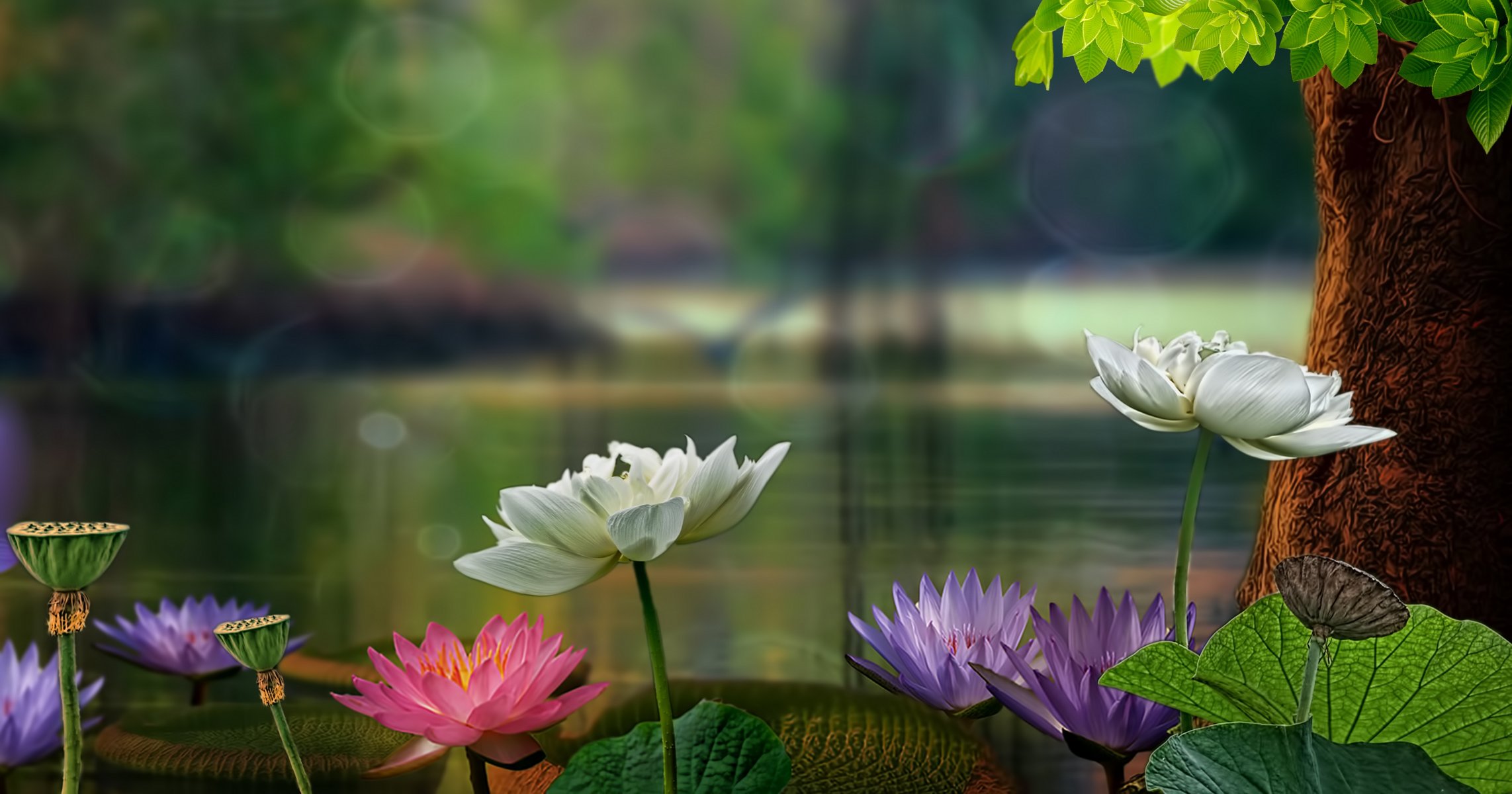 leaves lotus water lilies tree