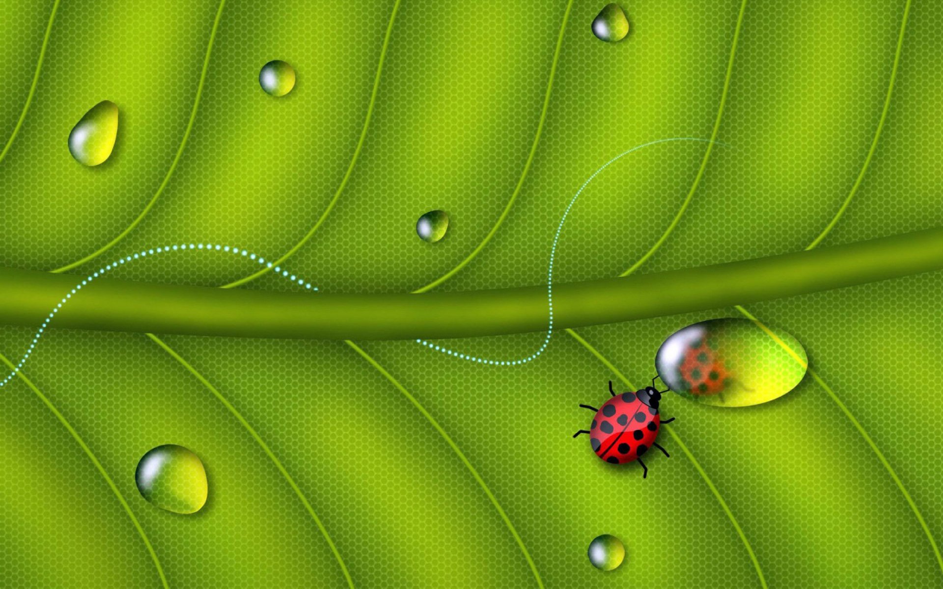 foglia rugiada verde coccinella vita specchio riflessione