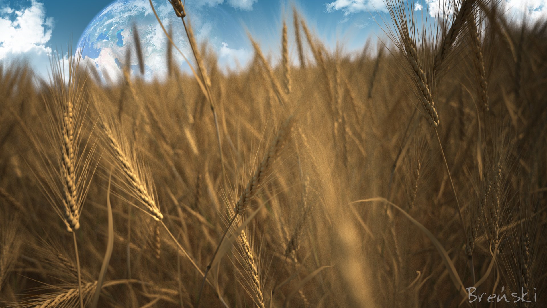 campo segale cereali spighette pianeta