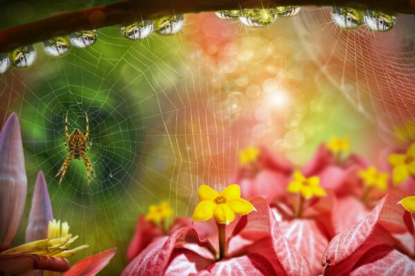 A spider weaving a web on flowers. Dew drops