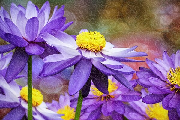 Purple water lilies in 3d