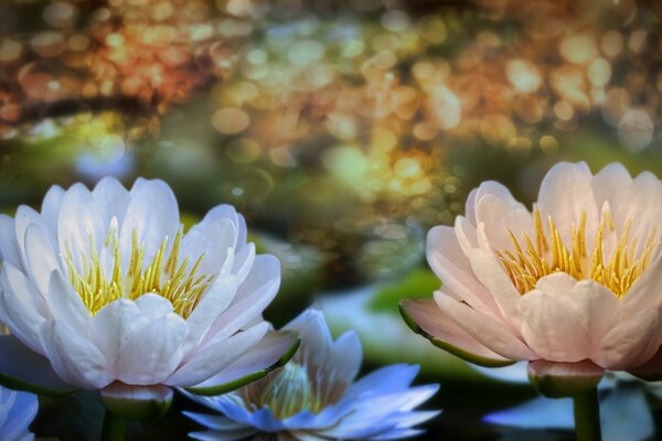 Volumetric wallpaper water lilies