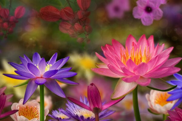 3d background colorful lilies