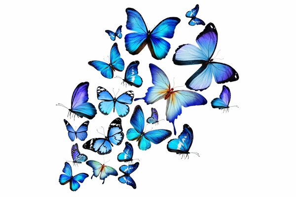 Beautiful fluttering butterflies on a white background