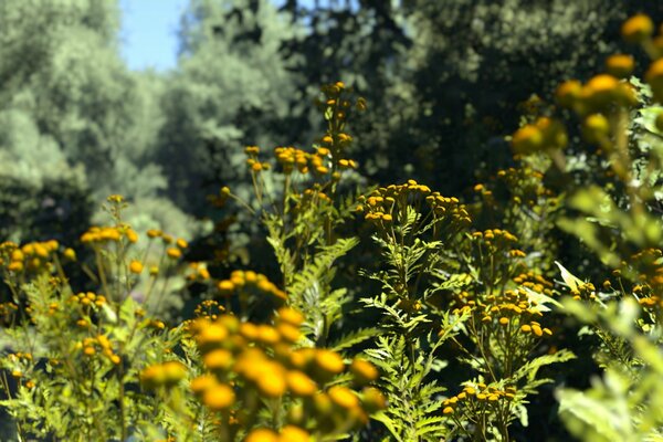 Flores amarillas en un campo verde