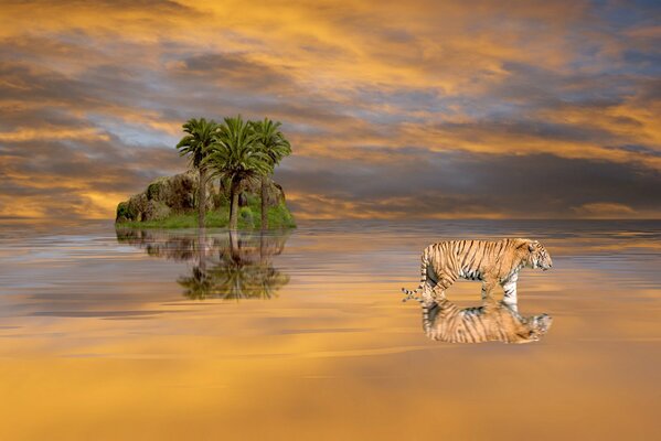 A lonely island in the water with a tiger