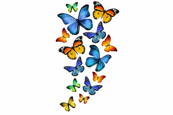 Vuelo de mariposas de colores en blanco