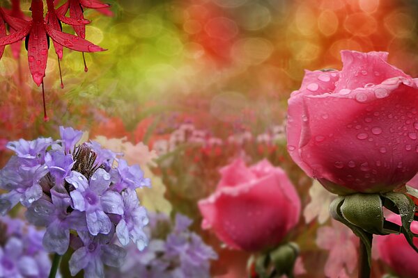 Pequeñas gotas en pétalos de rosa