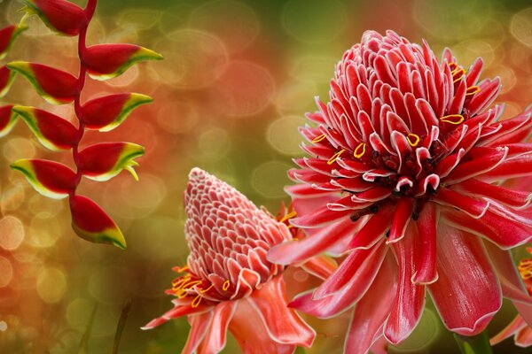 Flowers and twigs with pink leaves