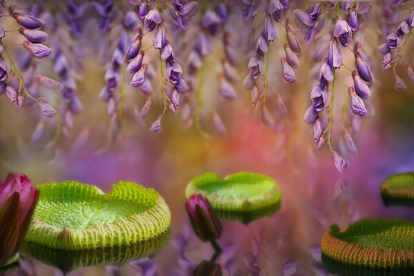 Ninfee e rami di lavanda sopra di loro