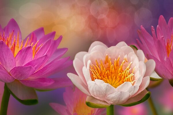 Flowering of water lilies pink and white