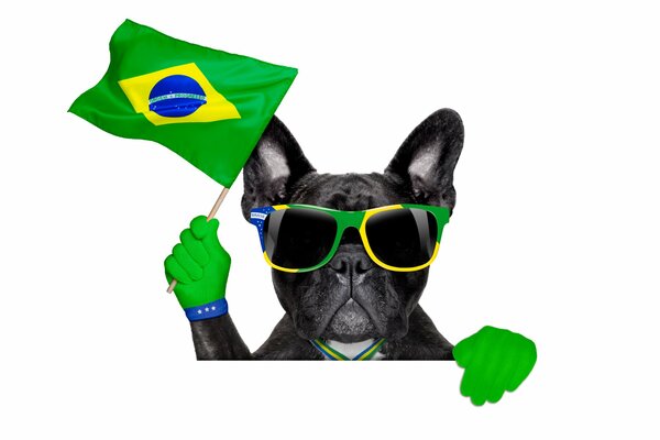 Cool dog with glasses with a flag