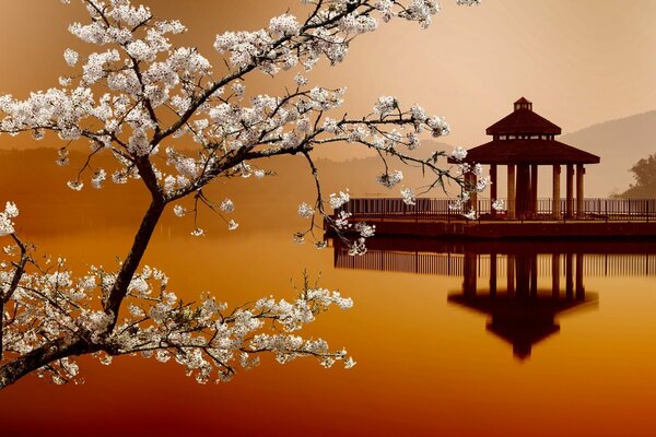 House on the edge of the island with sakura