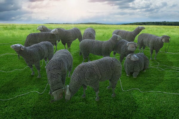 I fili si trovano sul canile delle pecore