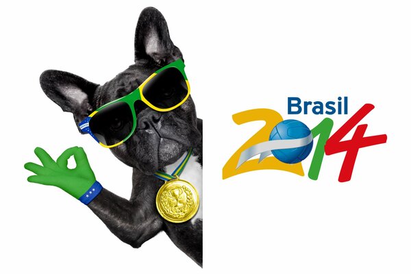 Perro con gafas con la inscripción brasil 2014