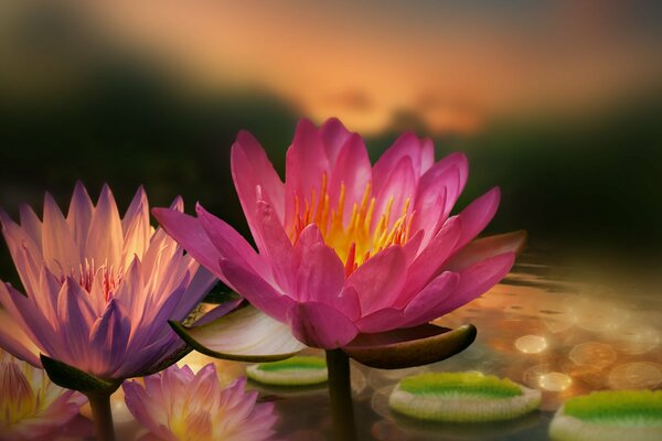 Water lilies on the water