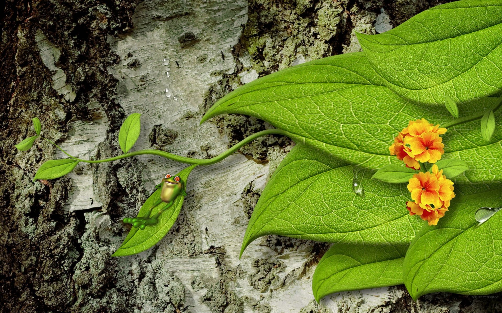 rinde baum blätter blumen frosch tropfen