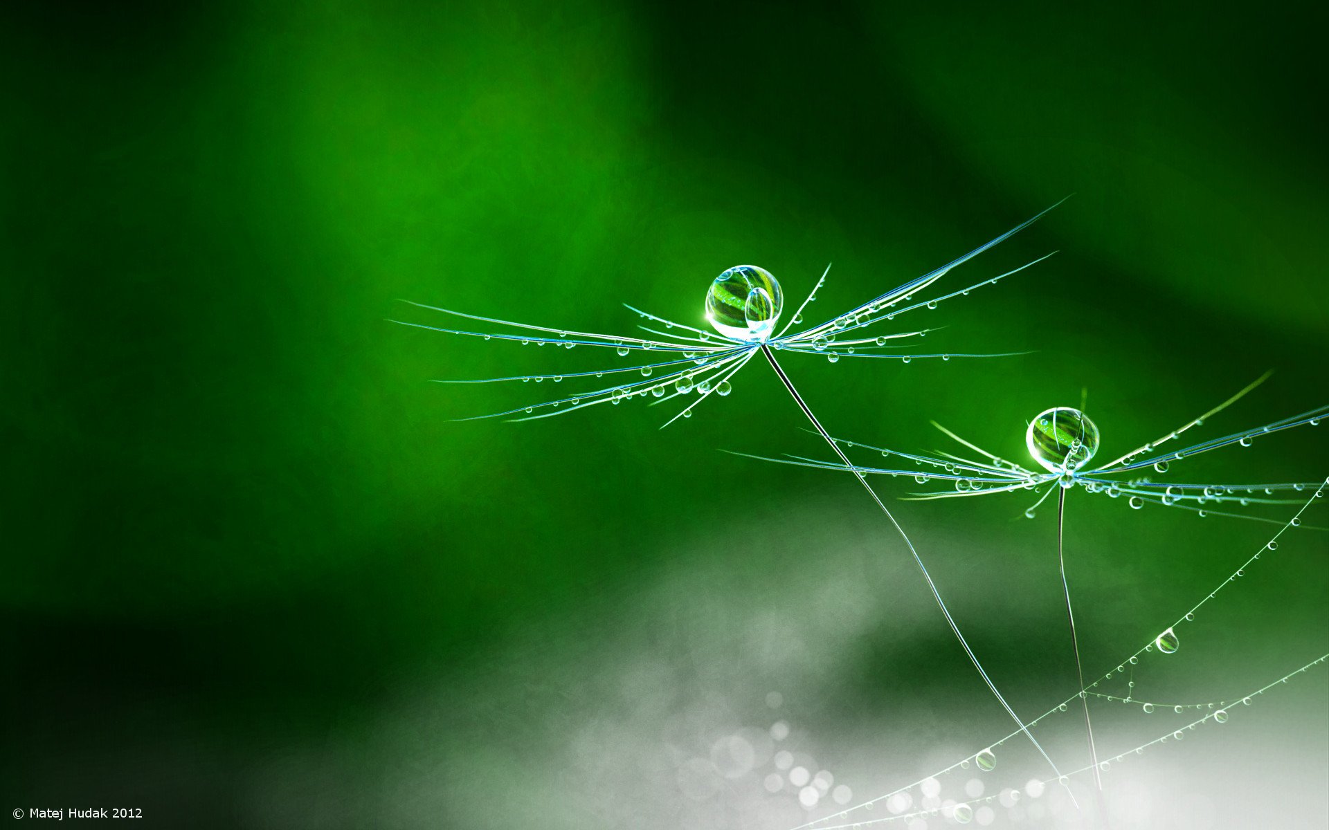 la pluie la fleur la nature les mères гудак le pissenlit