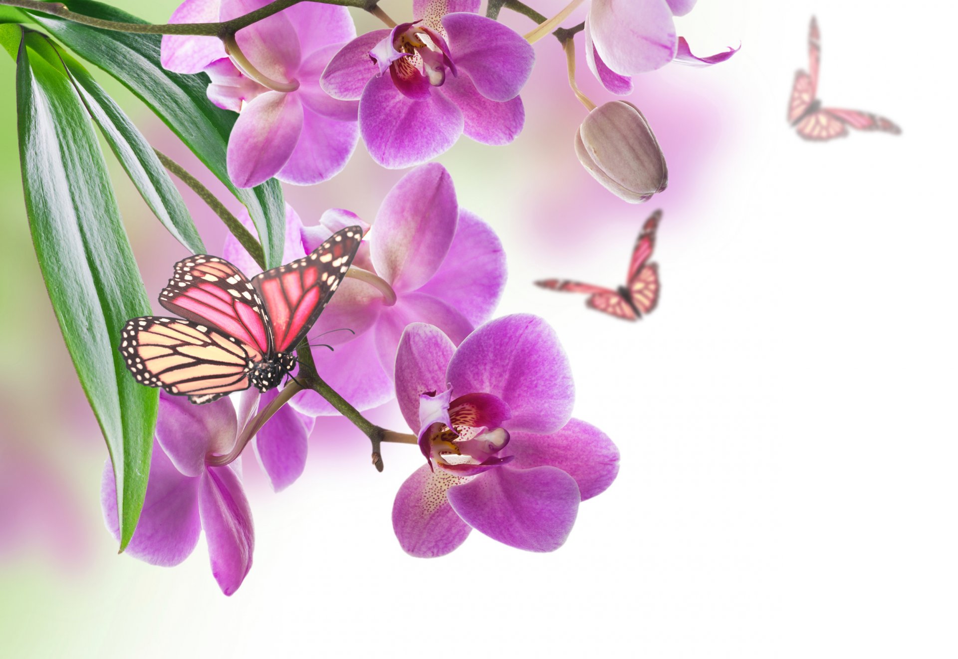 une orchidée papillon nature fleur feuille les pétales