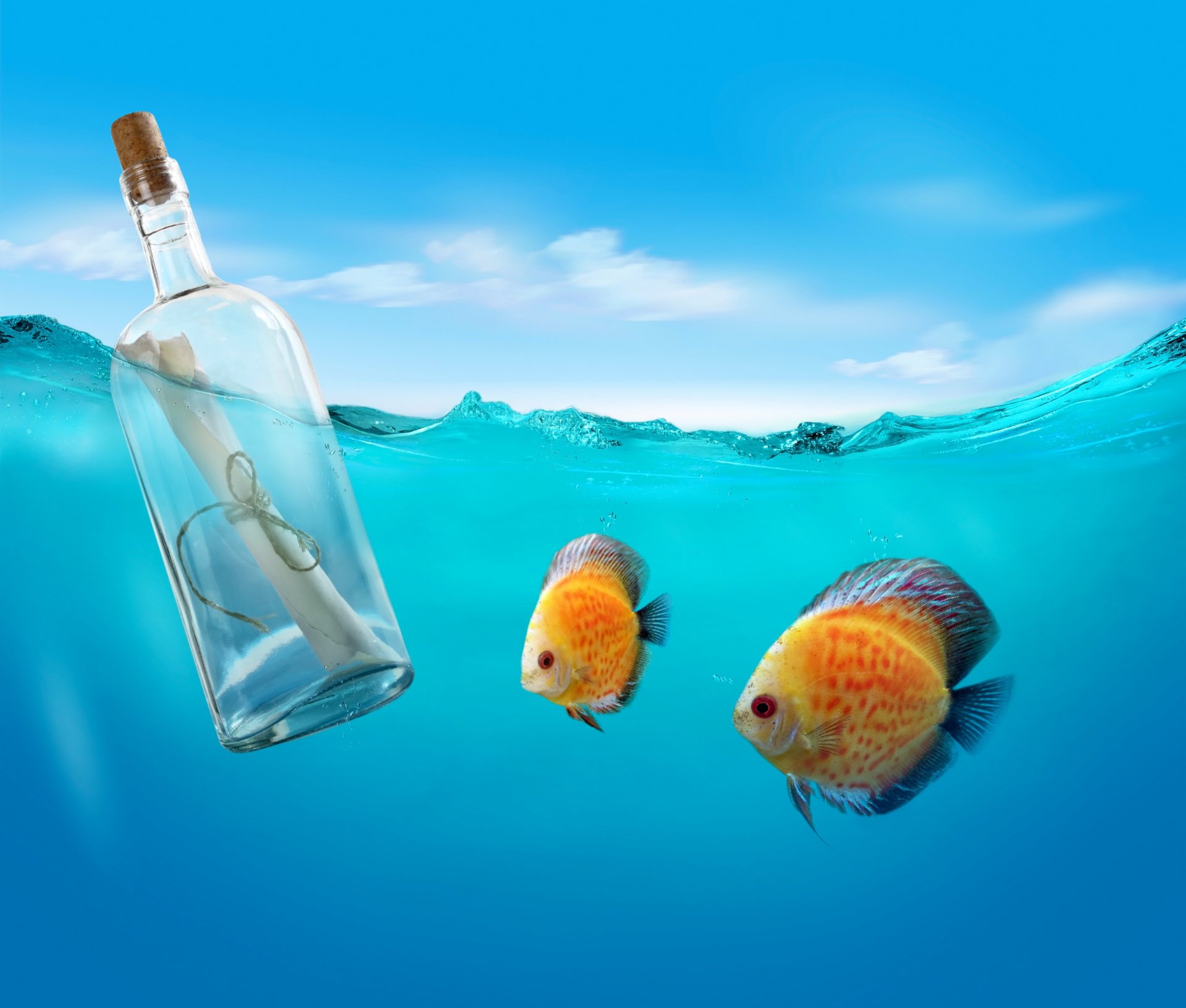 nachricht flasche meer wasser brief ozean fische