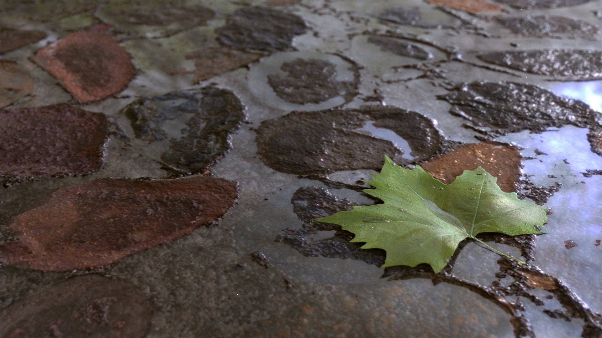 kunst pfützen blatt grün wasser regen boden