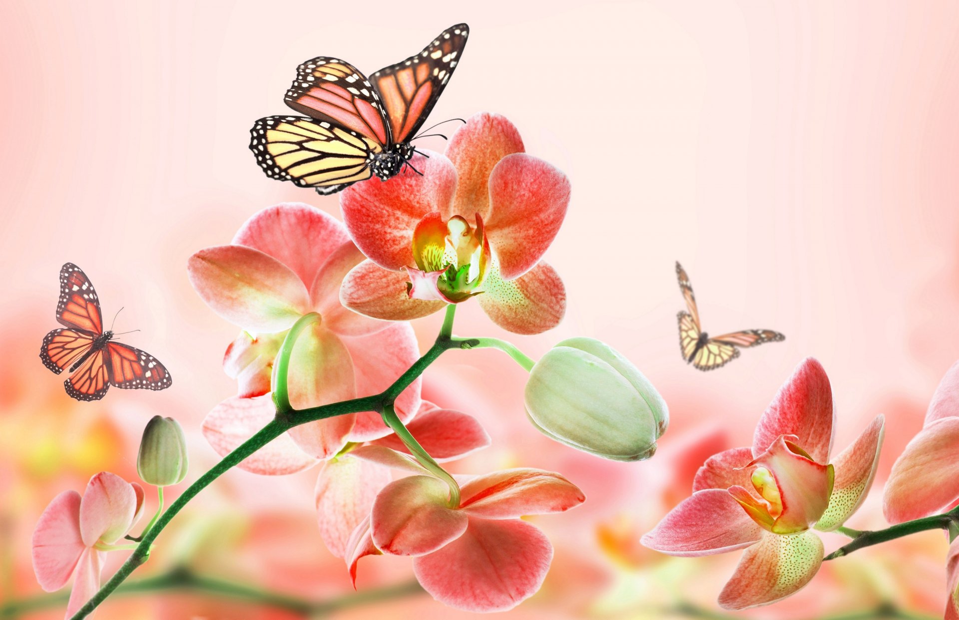 art flower orchid butterfly beauty summer pink background abstract 3d