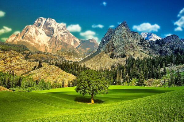 Un árbol solitario en un campo entre las montañas