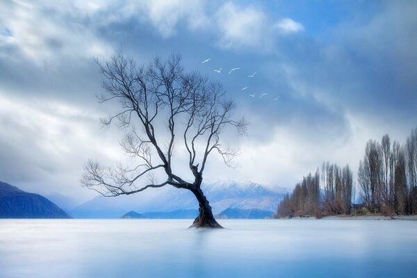 A lonely tree without leaves standing on the water in the mountains