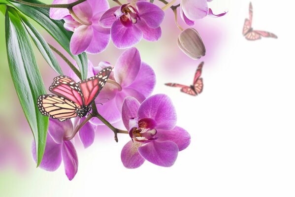 Schmetterlinge fliegen auf dem Hintergrund von hellen Orchideen