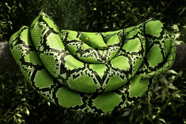 A green snake is lying on a tree branch