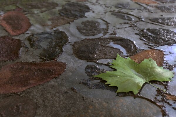 Grünes Blatt auf dem Boden im Regen