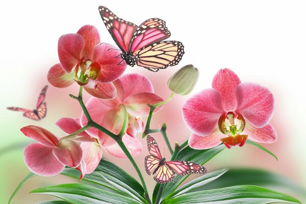 Pink butterflies flutter on orchids