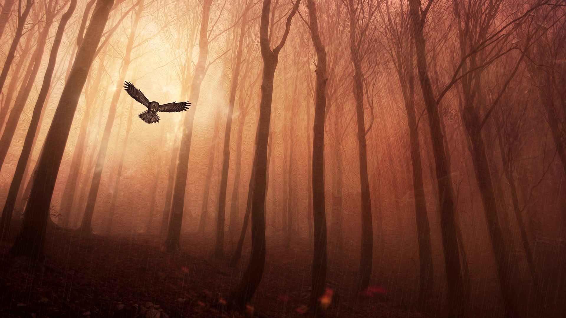 forêt hibou arbres pluie