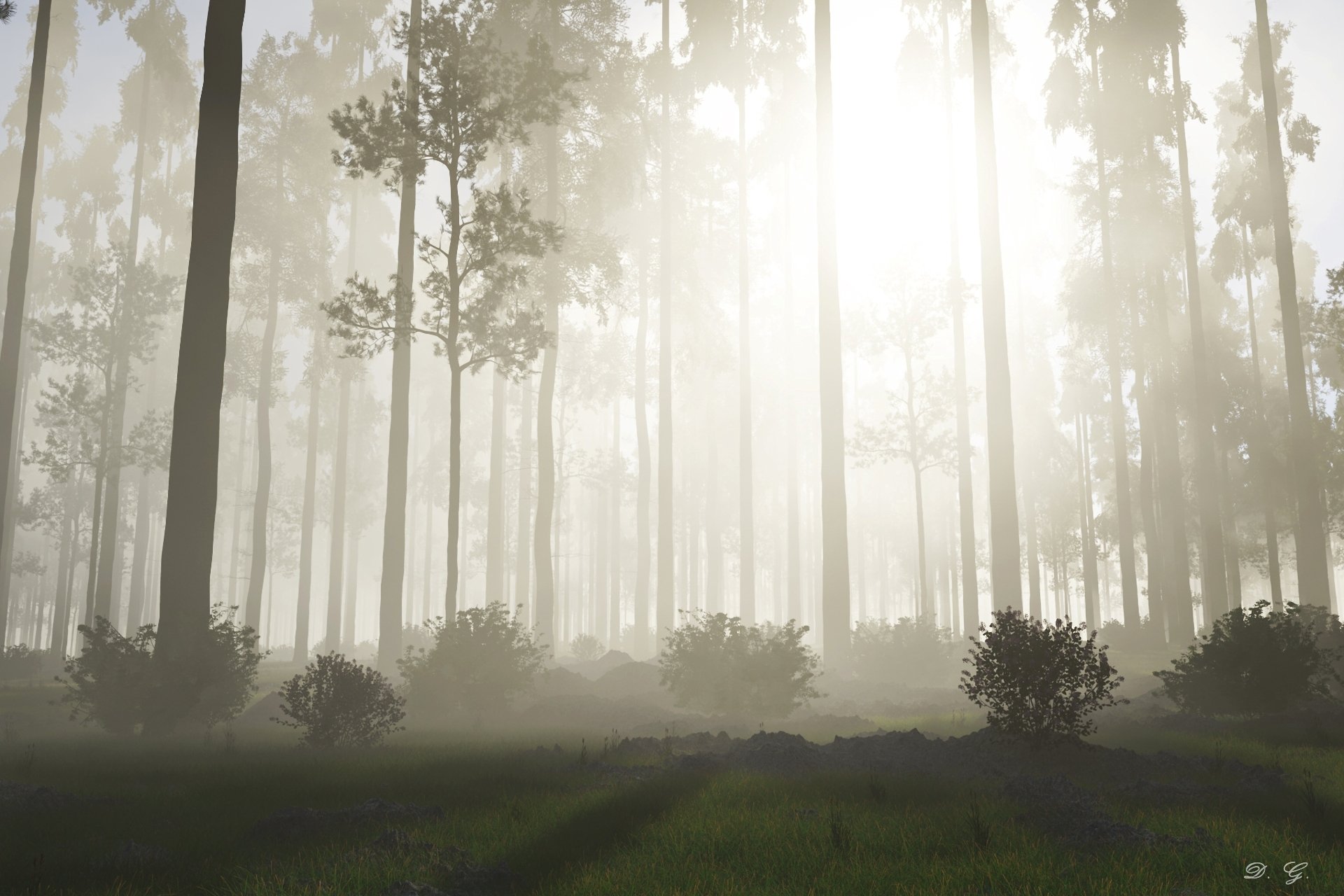 natura foresta alberi nebbia sole alba mattina cespugli