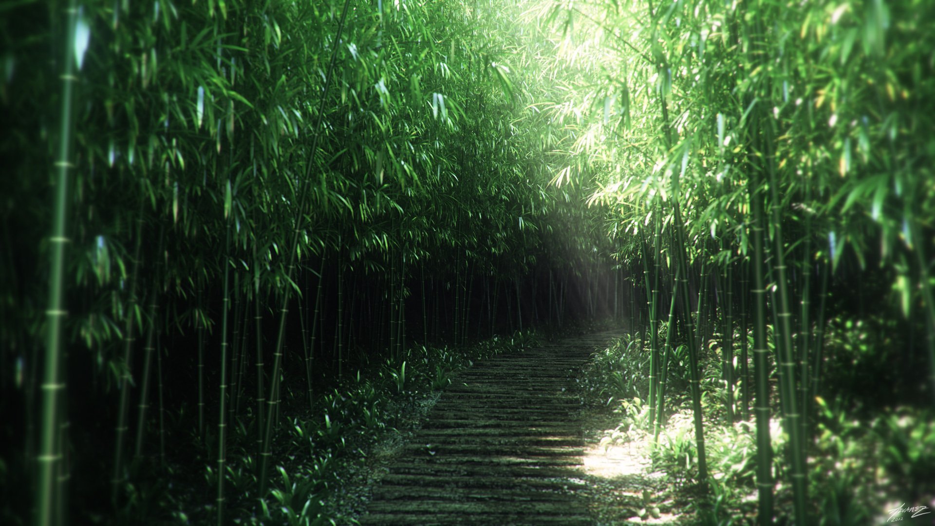 arte naturaleza matorral bambú sendero sendero luz del sol