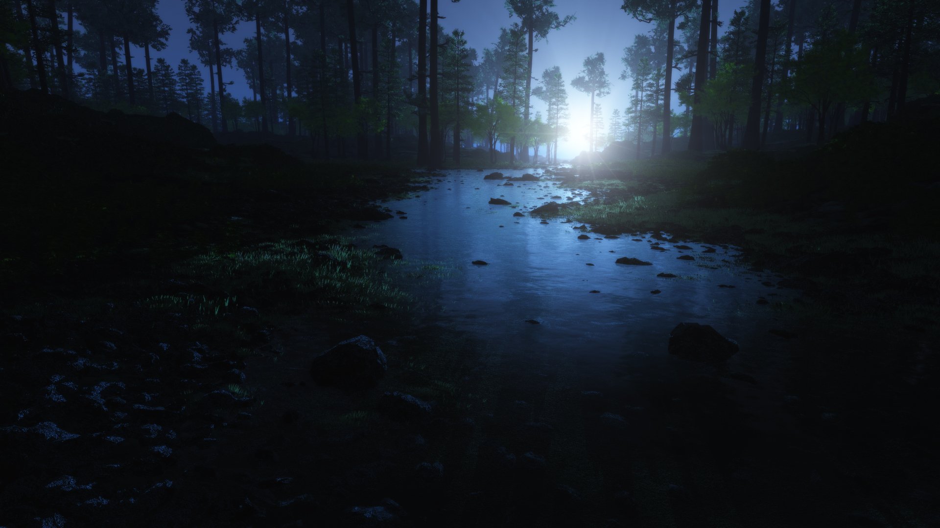 forest morning tree dawn stones water