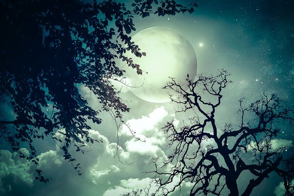Jasny księżyc przez ciemne gałęzie drzew