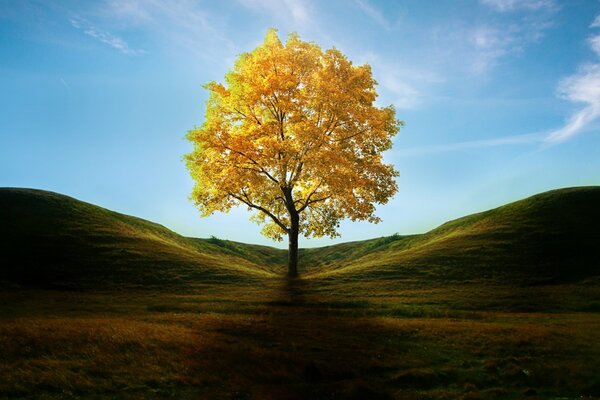 Ein einsamer Baum inmitten von Hügeln, die im Herbst mit grünem Gras bedeckt sind