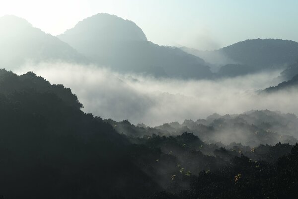 Niebla espesa sobre los bosques al amanecer